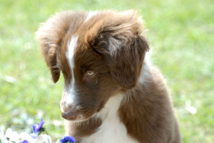 Home Page Image